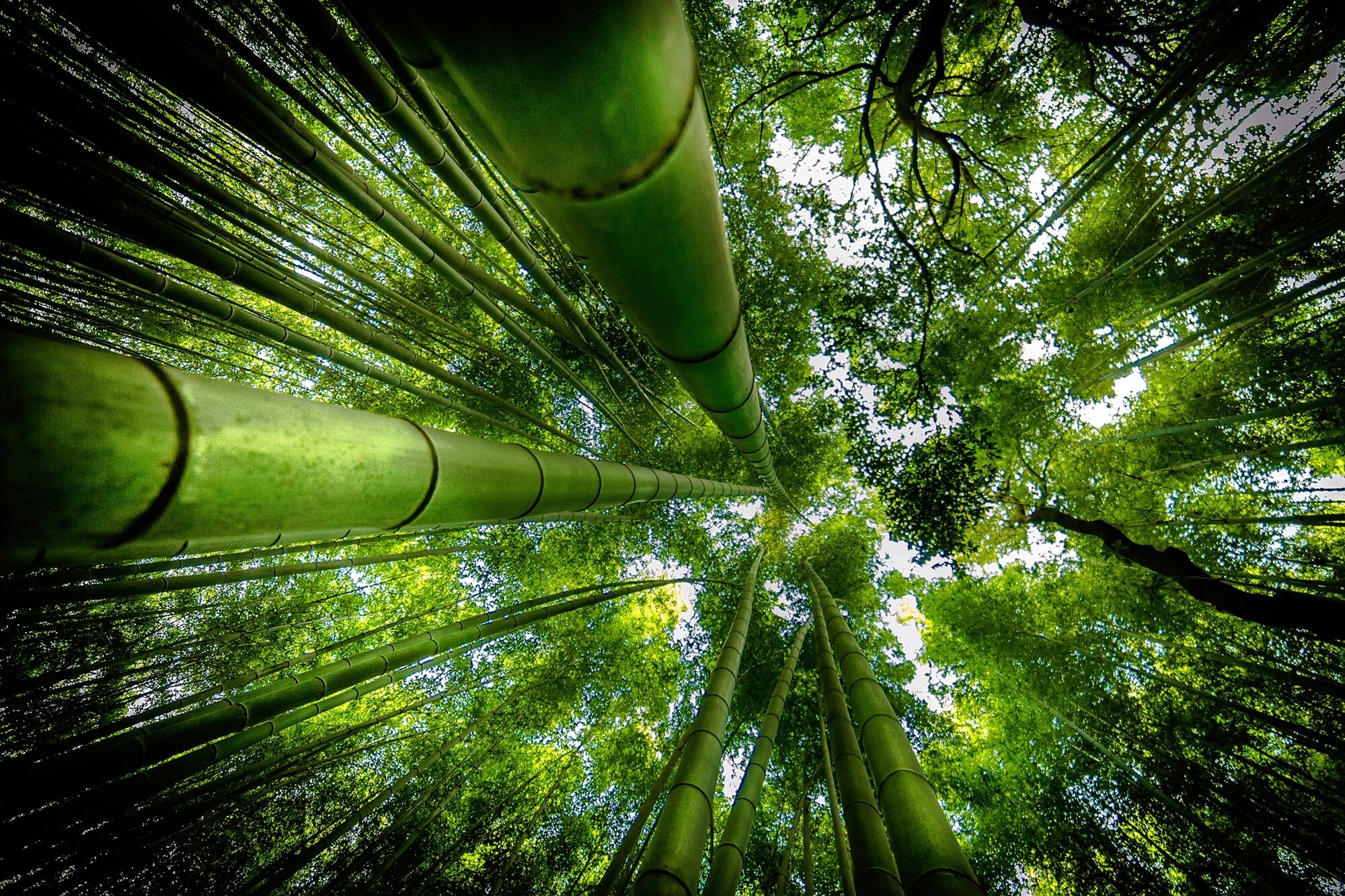 Fototapete PAPERMOON "Photo-Art DAVID ROS, ARASHIYAMA", bunt, B:4m L:2,6m, Vlies, Tapeten, Fototapete bunt B/L: 4m x 2,6m, Bahnen: 8 Stk.