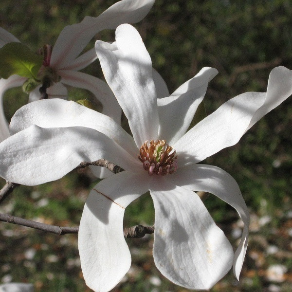 Magnolia loebneri Merrill - Magnolie in pot - 50-60 cm - Arborix