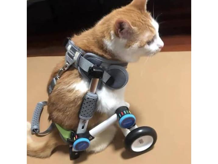 Leichter, Verstellbarer Hunderollstuhl for kleine Hunde, Katzenwagen mit weichem Geschirr, perfekt for die Rehabilitation von Tieren mit schwachen Hinterbeinen(XS Size)