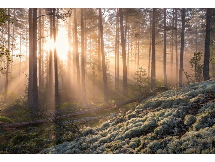 Fototapete PAPERMOON CHRISTIAN LINDSTEN, NEBEL IM WALD MIT WEIssEM MOOS IM UNTERGRUND , bunt, B:1,5m L:1,11m, Vlies, Tapeten, Fototapete