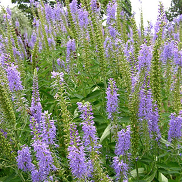 6 x Veronica spicata Ereprijs in pot van 9x9 cm van Arborix