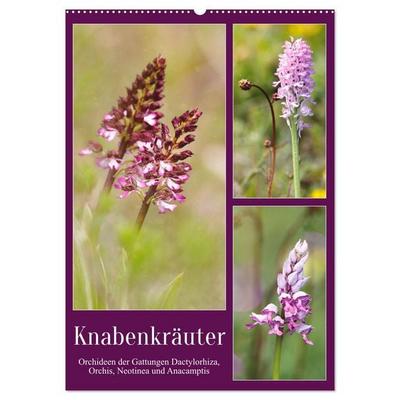 Knabenkräuter (Wandkalender 2026 DIN A2 hoch), CALVENDO Monatskalender