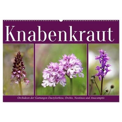 Knabenkraut (Wandkalender 2026 DIN A2 quer), CALVENDO Monatskalender