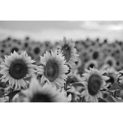 Fototapete PAPERMOON "Sonnenblumen Schwarz & Weiß", schwarz (schwarz, weiß), B:4,5m L:2,8m, Vlies, Tapeten