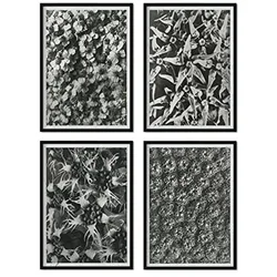 POSTER Set mit 4 von Musterdrucke Blumen und Pflanzen in Grausteinen A3 Schwarzer Rahmen