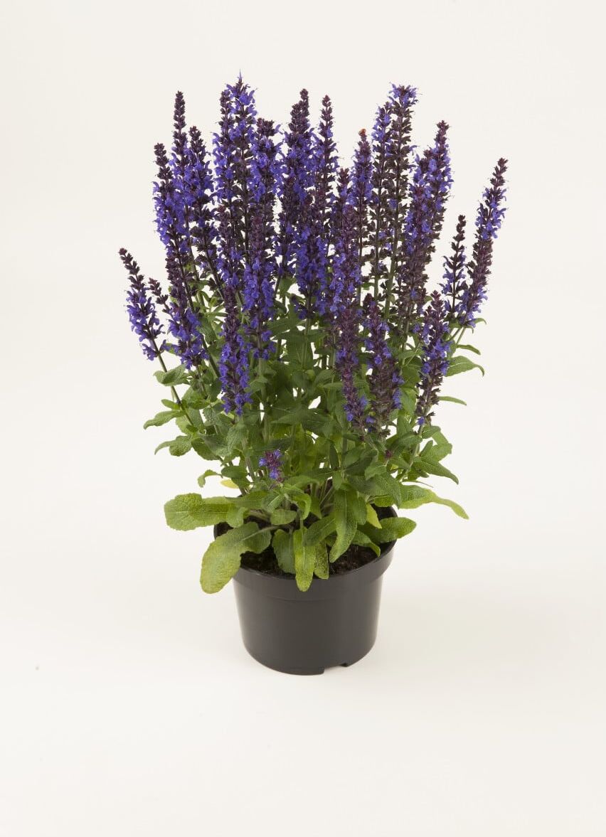 Pflanzen Salbei in Sorten Salvia H 30 cm+ 5 L Container