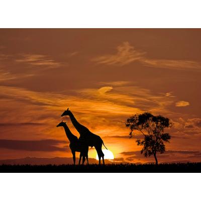 Fototapete PAPERMOON "Giraffen vor Sonnenuntergang", bunt, B:3,5m L:2,6m, Vlies, Tapeten