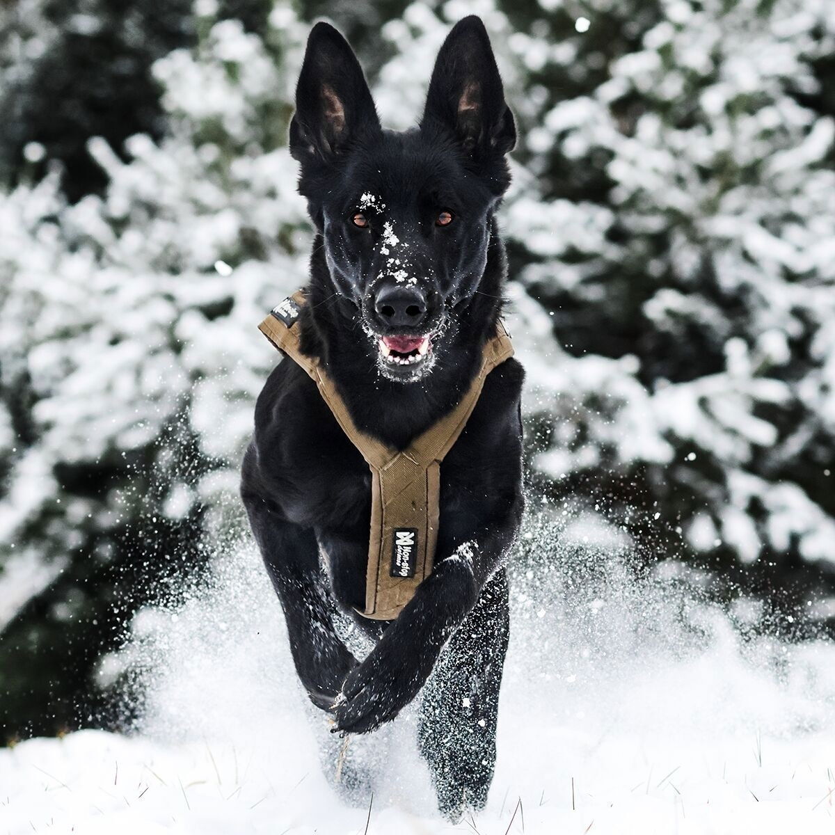 Non-Stop Dogwear Freemotion Defense Dragsele Grön 5
