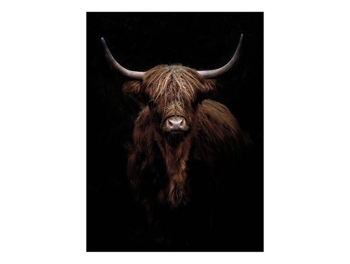 Glasbild Scott. Highland Cattle Floatglas Schwarz/Braun 60 x 80 x 1cm