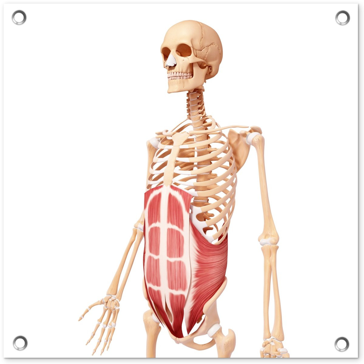 Tuinposter Rectus Abdominis Spier Illustratie - Tuindecoratie voor buiten - 50 x 50 cm
