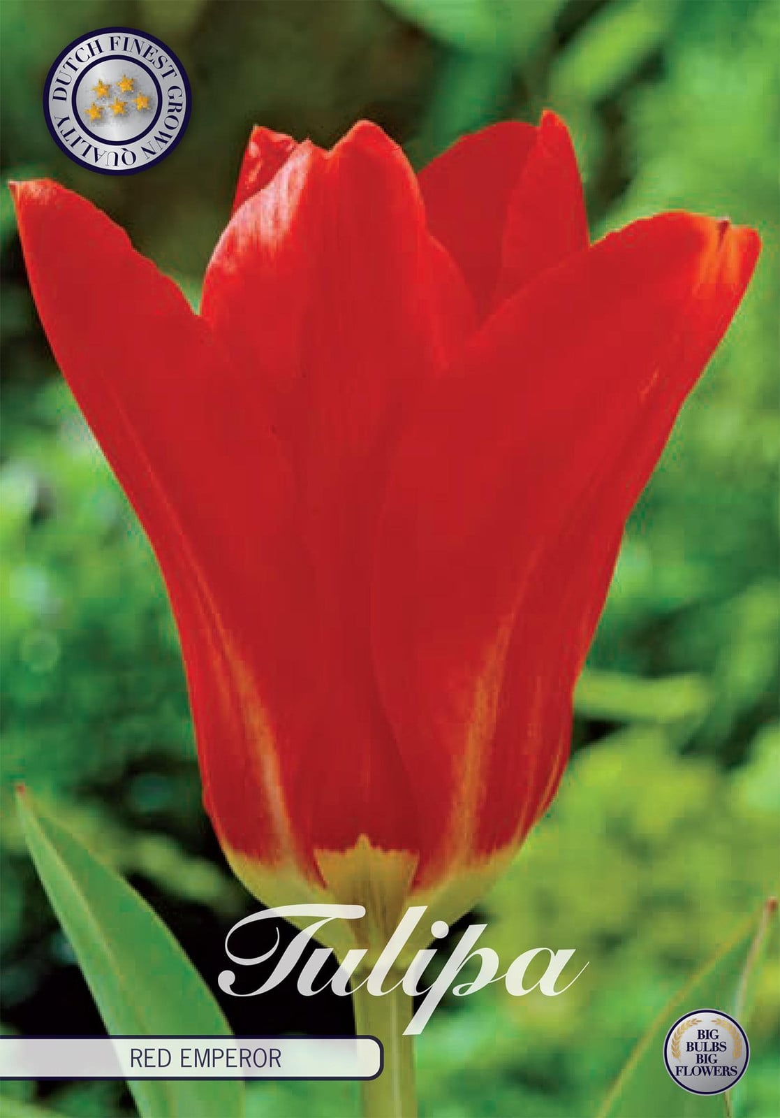 Sam van Schooten Tulipa Fosteriana Roter Kaiser Tulp
