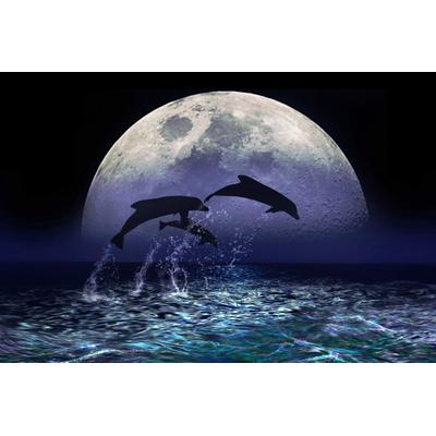 Fototapete PAPERMOON "Delfine bei Nacht", bunt, B:2,5m L:1,86m, Vlies, Tapeten