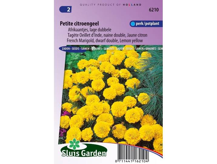 Tagetes Patula zaden Petite Yellow afrikaantje