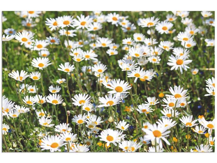 Alu-Dibond-Druck ARTLAND Gänseblümchen , weiss (farbe bild(er): weiß), B:90cm H:60cm, Bilder, Alu-Dibond-Druck, für Innen- und Aussenbereich geeignet, Outdoorbild