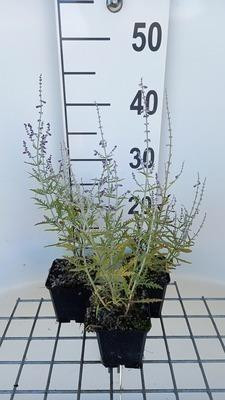 6 x Perovskia atriplicifolia Blue Jean Baby reukgras blauw, pot van 9 x 9 cm