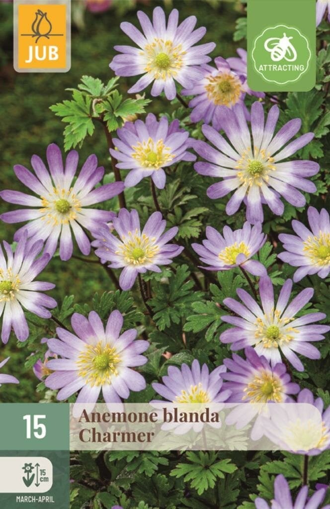 Anemone blanda Charmer JUB 15 bloembollen