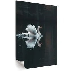 POSTER - 59x84 cm - Opium - Schwan im Wasser
