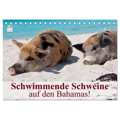Schwimmende Schweine auf den Bahamas! (Tischkalender 2027 DIN A5 quer), CALVENDO Monatskalender