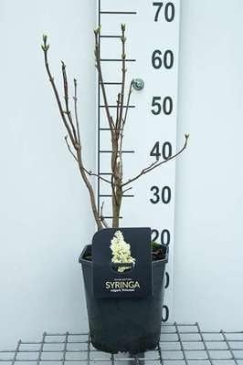 Syringa vulg. 'Primrose' Sering - 50-60 cm pot