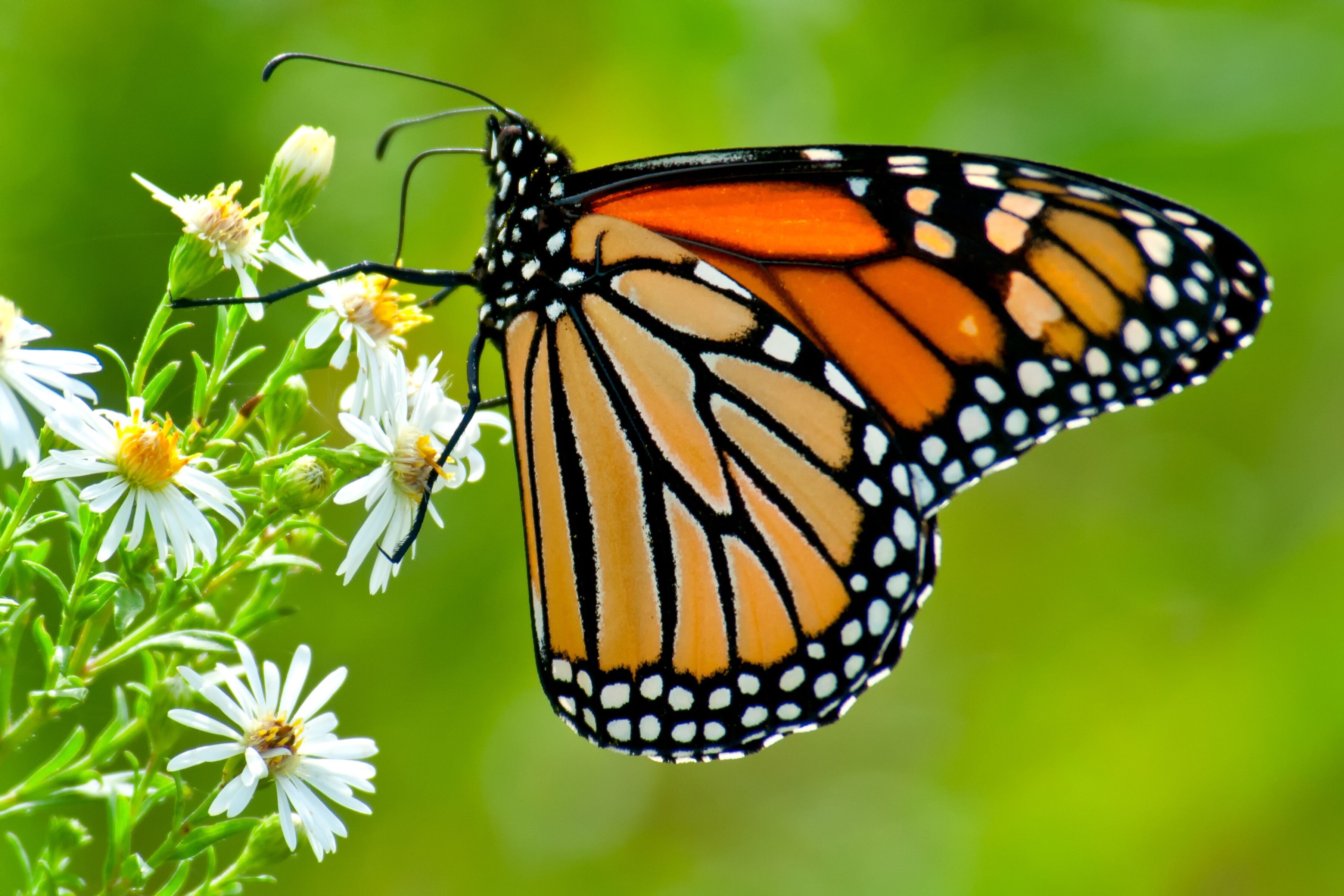 Fototapete PAPERMOON "Monarch Butterfly", bunt, B:3m L:2,23m, Vlies, Tapeten, Fototapete bunt B/L: 3m x 2,23m, Bahnen: 6 Stk.