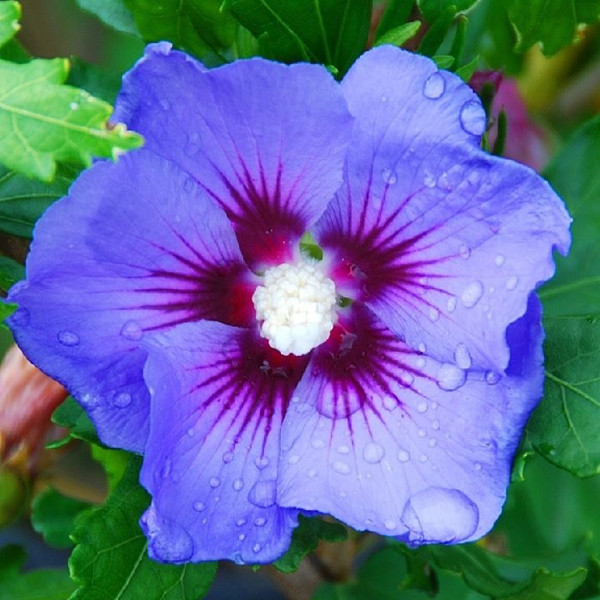 2 x Tuinhibiscus Hibiscus syriacus Oiseau Bleu in pot, 40-60 cm van Arborix