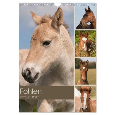 Fohlen im Porträt (Wandkalender 2026 DIN A4 hoch), CALVENDO Monatskalender