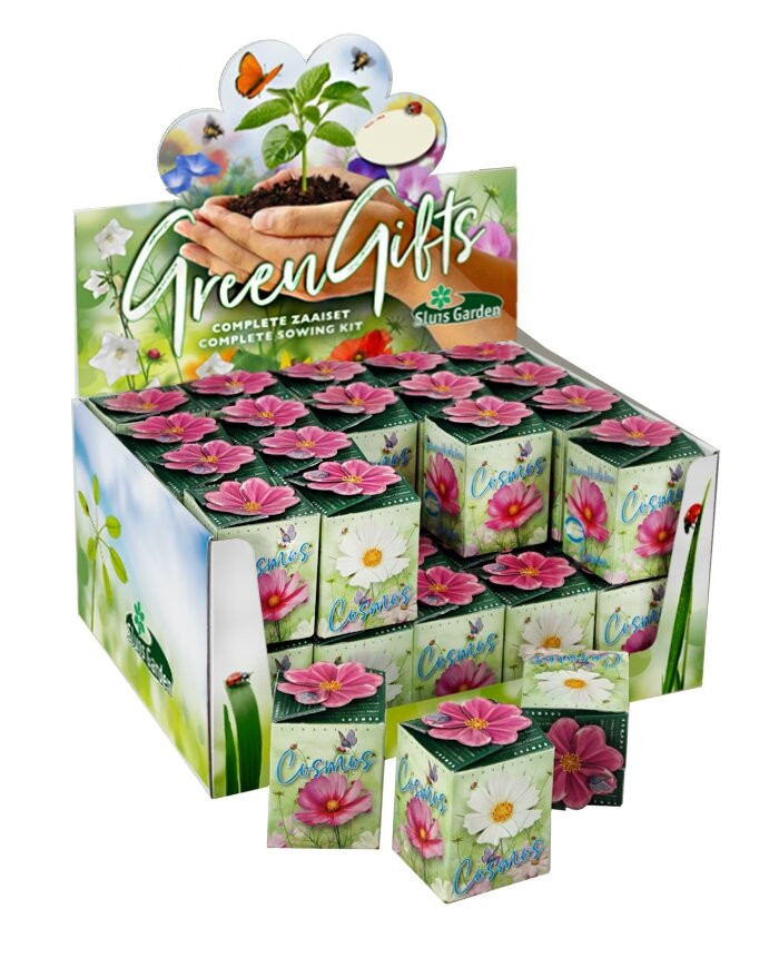 Greengift Cosmos mix in showdoos