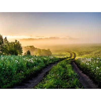 Fototapete PAPERMOON "Foggy Forest Path", bunt, B:3m L:2,23m, Vlies, Tapeten
