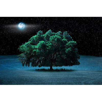 Fototapete PAPERMOON "Baum in Landschaft bei Nacht", bunt, B:4,5m L:2,8m, Vlies, Tapeten
