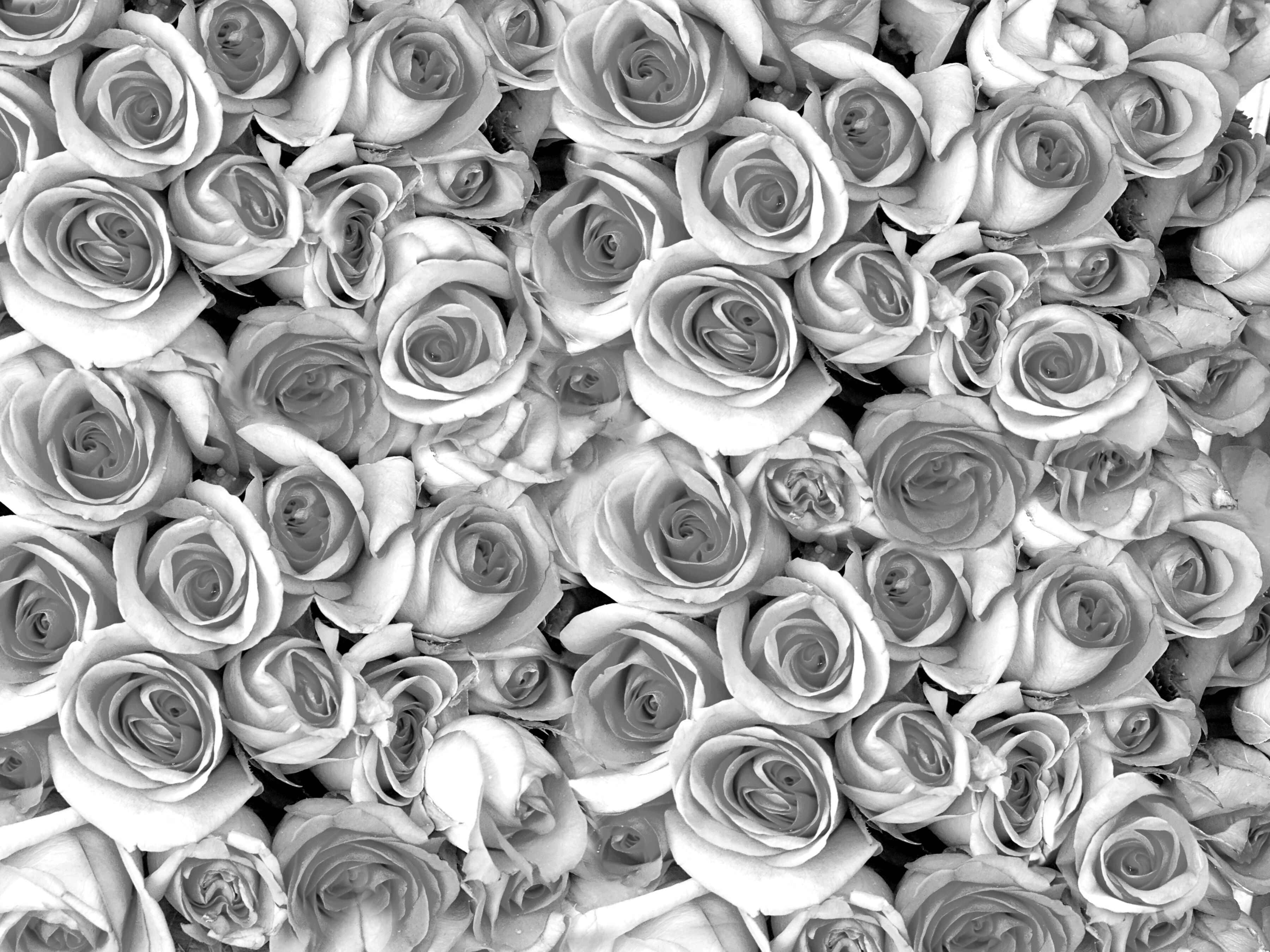 Fototapete PAPERMOON "graue Rosen", bunt, B:3,5m L:2,6m, Vlies, Tapeten, Fototapete bunt B/L: 3,5m x 2,6m, Bahnen: 7 Stk.