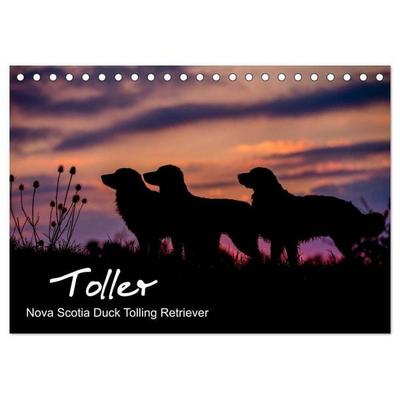 Toller - Nova Scotia Duck Tolling Retriever (Tischkalender 2027 DIN A5 quer), CALVENDO Monatskalender