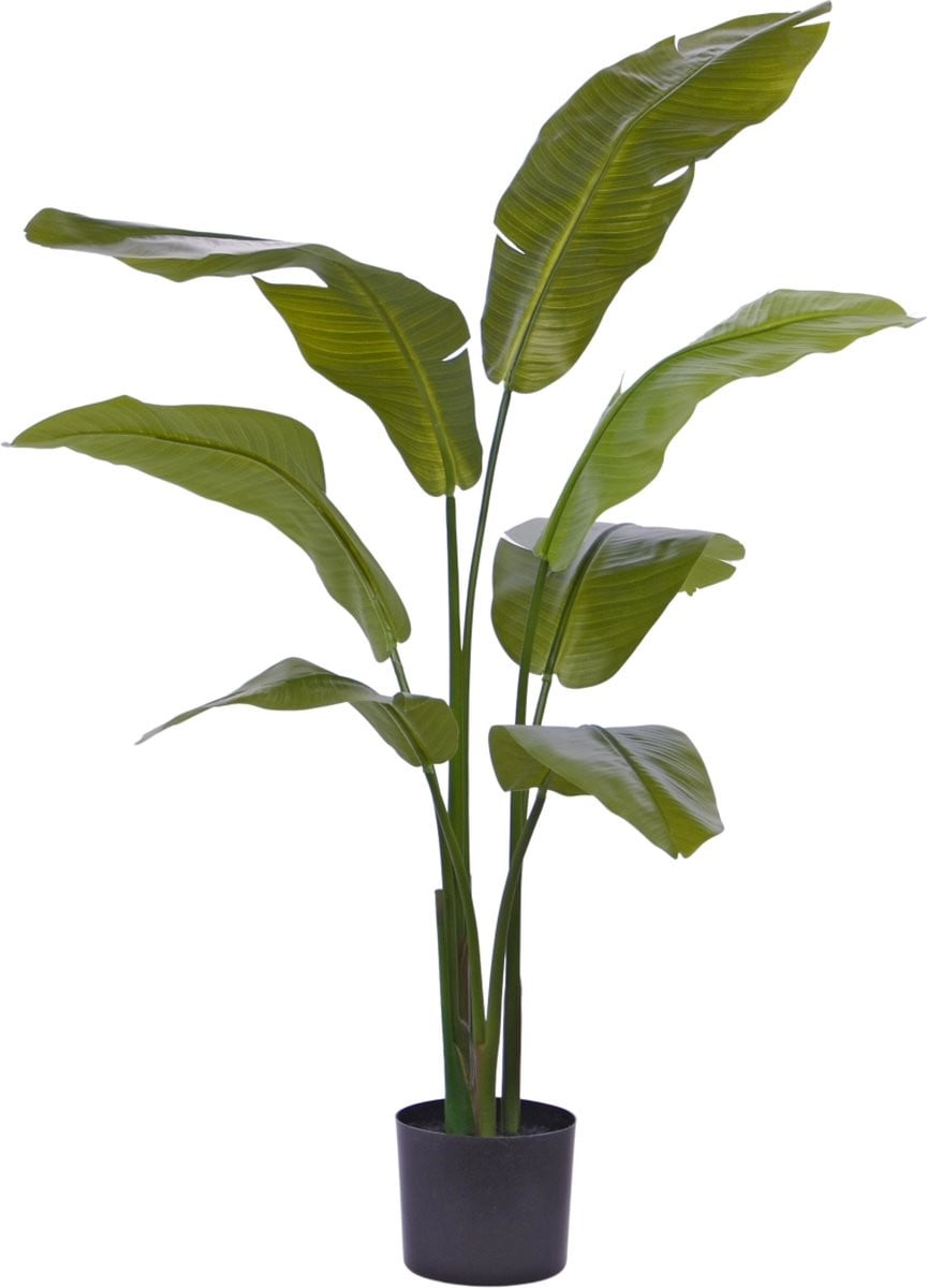 Traveller Palm in pot, 120 cm