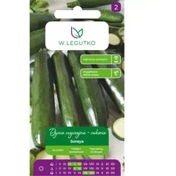 Gewöhnlicher Kürbis – Zucchini Soraya – dunkelgrün