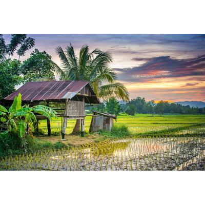 Fototapete PAPERMOON "REIS-BAUERNHOF-THAILAND HÜTTE GEBIRGE FELD GEBIRGE PALM", bunt, B:2,5m L:1,86m, Vlies, Tapeten