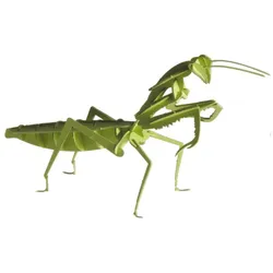 Fridolin 3-D Papiermodell "Gottesanbeterin"