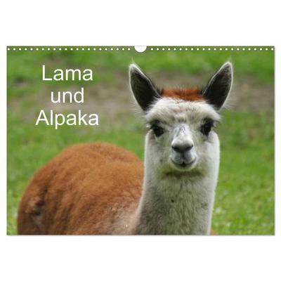 Lama und Alpaka (Wandkalender 2027 DIN A3 quer), CALVENDO Monatskalender