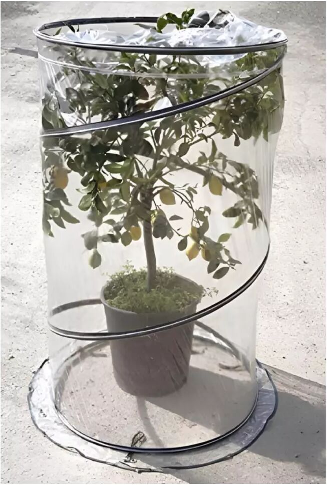 Verdemax SERRA POP UP CITRUS D.90XH.150
