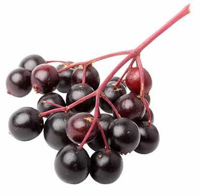 Sambucus nigra Korsor Vlierbes Bessenstruik 30-35 cm