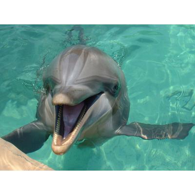 Fototapete PAPERMOON "DELFINE-ZAHNWAL TIER SEE OZEAN MEER WASSER WALE ORCA", bunt, B:4,5m L:2,8m, Vlies, Tapeten