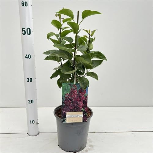 Syringa vulg. 'And. An Ludwig Spath' Gewone Sering - Potplant - 2 liter