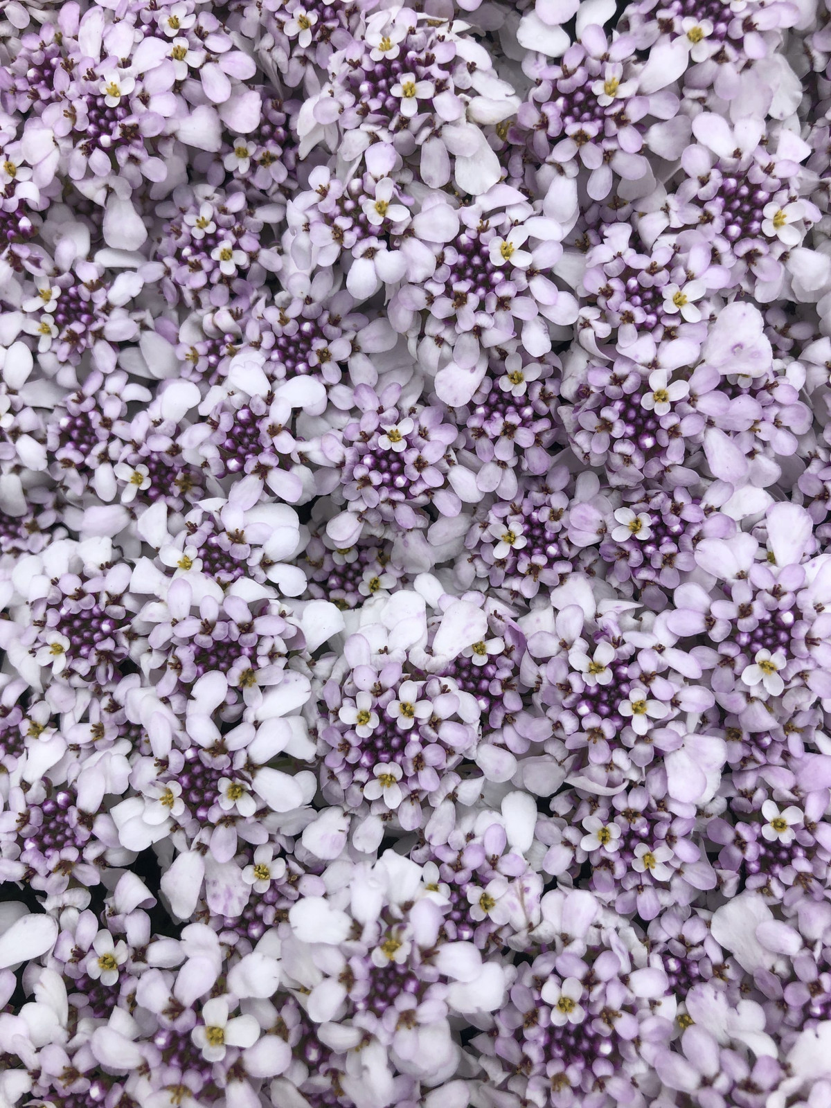 6 x Iberis Sempervirens Pink ice Strandleeuw in pot van 9 x 9 cm van GRDplanten