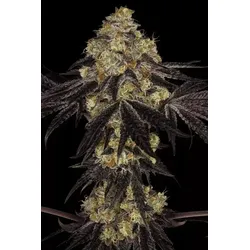 Paradise Seeds Sunset Paradise 5 Samen - 5