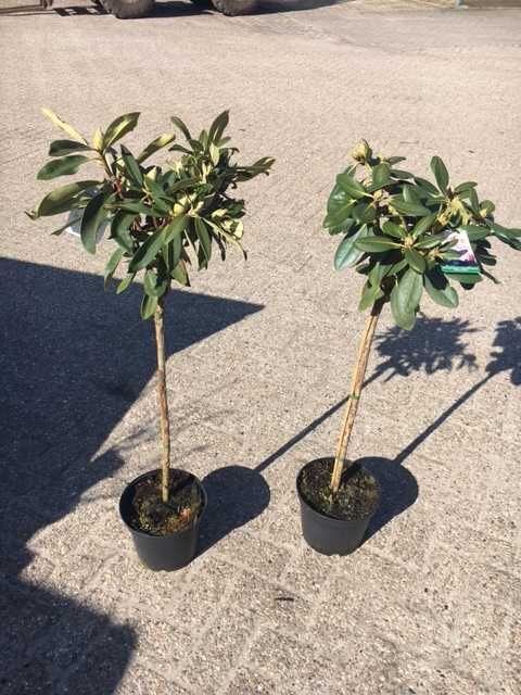 Pflanzen Rhododendron in Sorten 5 l Container