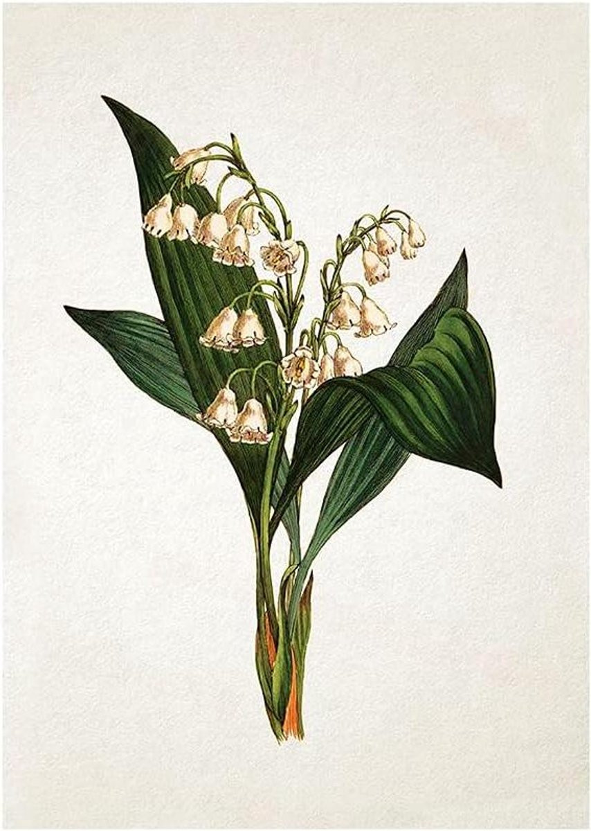 Botanische Kunst Print Bloemen Poster Muur Decoratie Antiek Design A3 Formaat