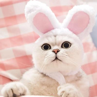 Uplift Essentials Adorable Lion Mane Pet Transformation Cap rabbit
