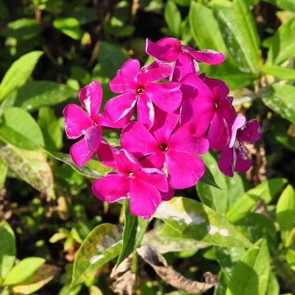 6 x Phlox paniculata Rijnstroom Hoge vlammenbloem in pot van 9x9 cm van Arborix