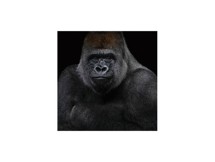 Glasbild „Gorilla“ 100 x 100 cm Multicolor Crea Collection