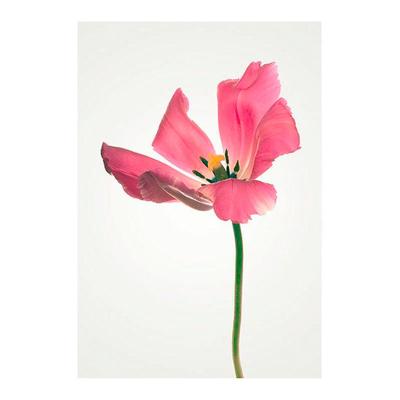 Bild KOMAR "Tulip", rosa (farbe bild(er): rosa), B:30cm H:40cm, Holz, Papier, Bilder, Bild, Wandbild zur Dekoration - ohne Rahmen