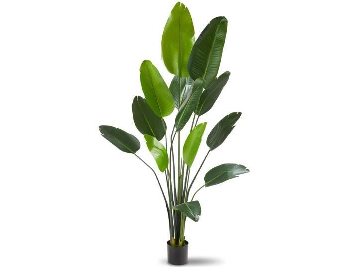 Arbre oiseau du paradis TROPIC - 180 cm
