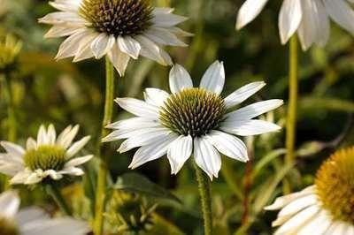 6 x Echinacea purpurea Pow Wow White Zonnehoed - Pot van 9 x 9 cm - GRDplanten